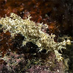 Marionia sp. H